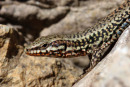 06-3392 Close Up of the Head of a Common Wall Lizard (Podarcis muralis) Cevennes National Park, France